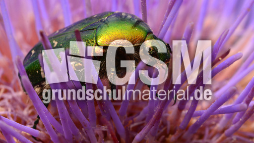 Goldglänzender Rosenkäfer (4).jpg